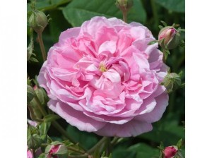 ISPAHAN (Damask)